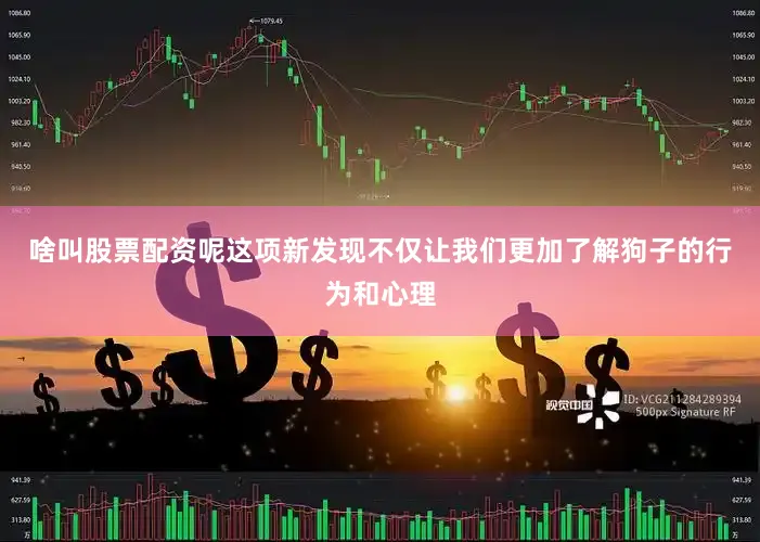 啥叫股票配资呢这项新发现不仅让我们更加了解狗子的行为和心理